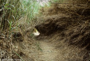 Boquillas Canyon Reeds 1-2